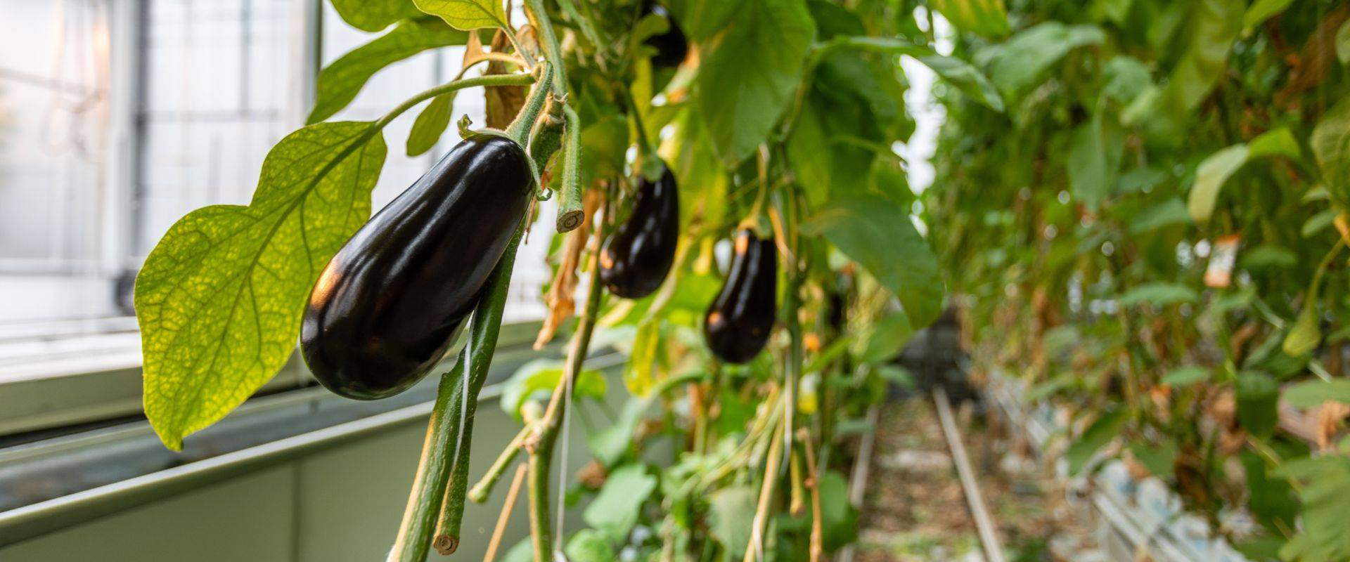 Greenhouse technology trade mission to Italy